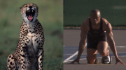 Human Triumph: We Put A Video Of A Cheetah Next To A Sped-Up Video Of A Man Sprinting To See Who Would Win In A Race