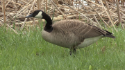 This Video Zooms In On A Goose To Simulate What It’s Like To Have A Goose Charge At You