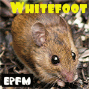 Whitefoot The Wood Mouse