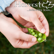 Harvest: Peas in a Pod