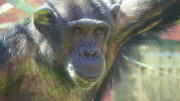 Helping chimps hang on to their wild side