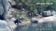 Chimps caught on camera 'fishing' for algae