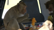 Thailand province thanks fruitful monkeys