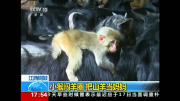 Little monkey rides on goats' backs in southern China