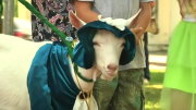 Pretty goats, elephants dominate animal news this week