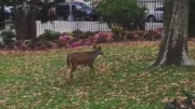 Deer makes surprise appearance in New York City park