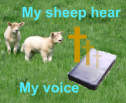 My Sheep Hear My Voice