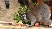 Sydney zoo animals receive Christmas-inspired treats