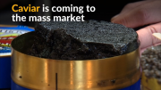 Caviar available in the mass market as production spikes