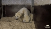 Tiny yet relentless cub stands up for the first time at Berlin adventure park