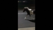 Pony struts along Tokyo streets after escaping pet shop