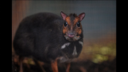 English zoo thrilled with rare mouse deer birth