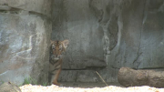 Rare Malayan tiger cub makes debut appearance at Florida zoo