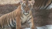 Tiger cub makes debut at Florida zoo