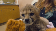 California zoo keepers raise adorable cheetah cub sisters