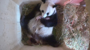 Panda twins born at Vienna zoo