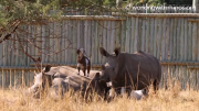 Goats make friends with rhinos