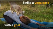 Goat Yoga becomes a hit