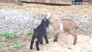 Miniature goat kids headbutt each other in viral video