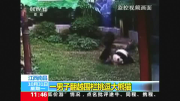 Panda wrestles with zoo intruder in China