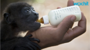 Nicaragua howler monkey die-off signals new viral outbreak?