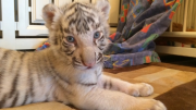 Dog at German zoo helps rear tiger cub twins abandoned by their mother