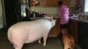 'Micropig' pet grows into 292 kg beast