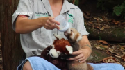 Adorable red panda cub recovers after neck injuy