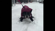 Dog hates snow so much he refuses to walk in it