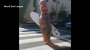 Surfing 'dinosaur' makes waves with millions of views