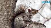 Squirrel Loses Home After Tree Chopped Down