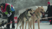 French Alps dog sled race enters final stages