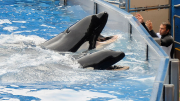 SeaWorld Admits Its Employees Spied On Animal Rights Activists