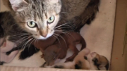 Cat Adopts Baby Squirrels As Her Own