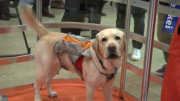 Understanding your pet's emotions with wearable tech