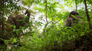 Borneo's Pygmy Elephants