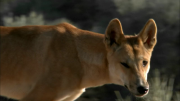 Dingo - Wild Dog at War