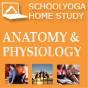 SYI Yoga Anatomy & Physiology