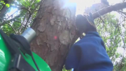 Cat rescued after 11 days stuck in tree