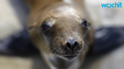 Authorities Rescue Sea Lion Pup in San Francisco