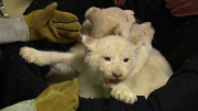 Four white lion cubs are stars of Magdeburg zoo