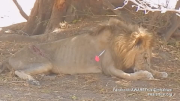 On-site surgery for lion injured in Zimbabwe