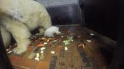 Berlin's new polar bear cub finally gets a name