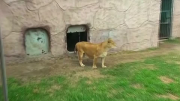 Baby lion introduced at Peru zoo