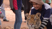 Tigers Removed From Controversial Buddhist Temple