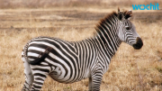 New Yorker Offering Big Reward for Return of Lost Zebra