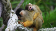 Australian zoo welcomes four monkey babies