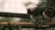 British zoo welcomes critically endangered monkeys