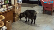 Goat Runs Away From Home to Make Starbucks Run