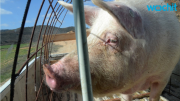 Pig Pops Up in Owner's Engagement Photos